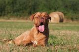 DOGUE DE BORDEAUX 410